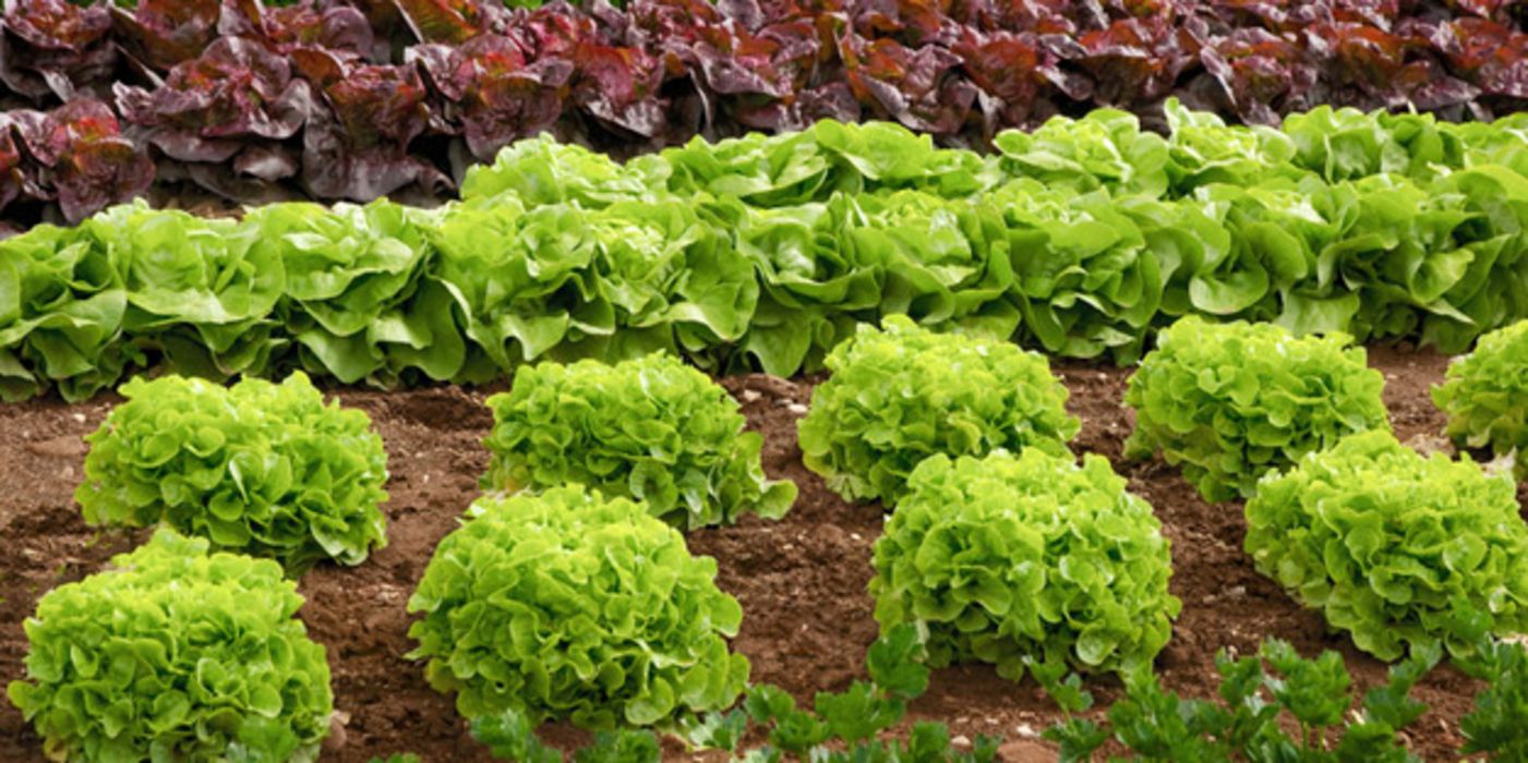 Blattsalate