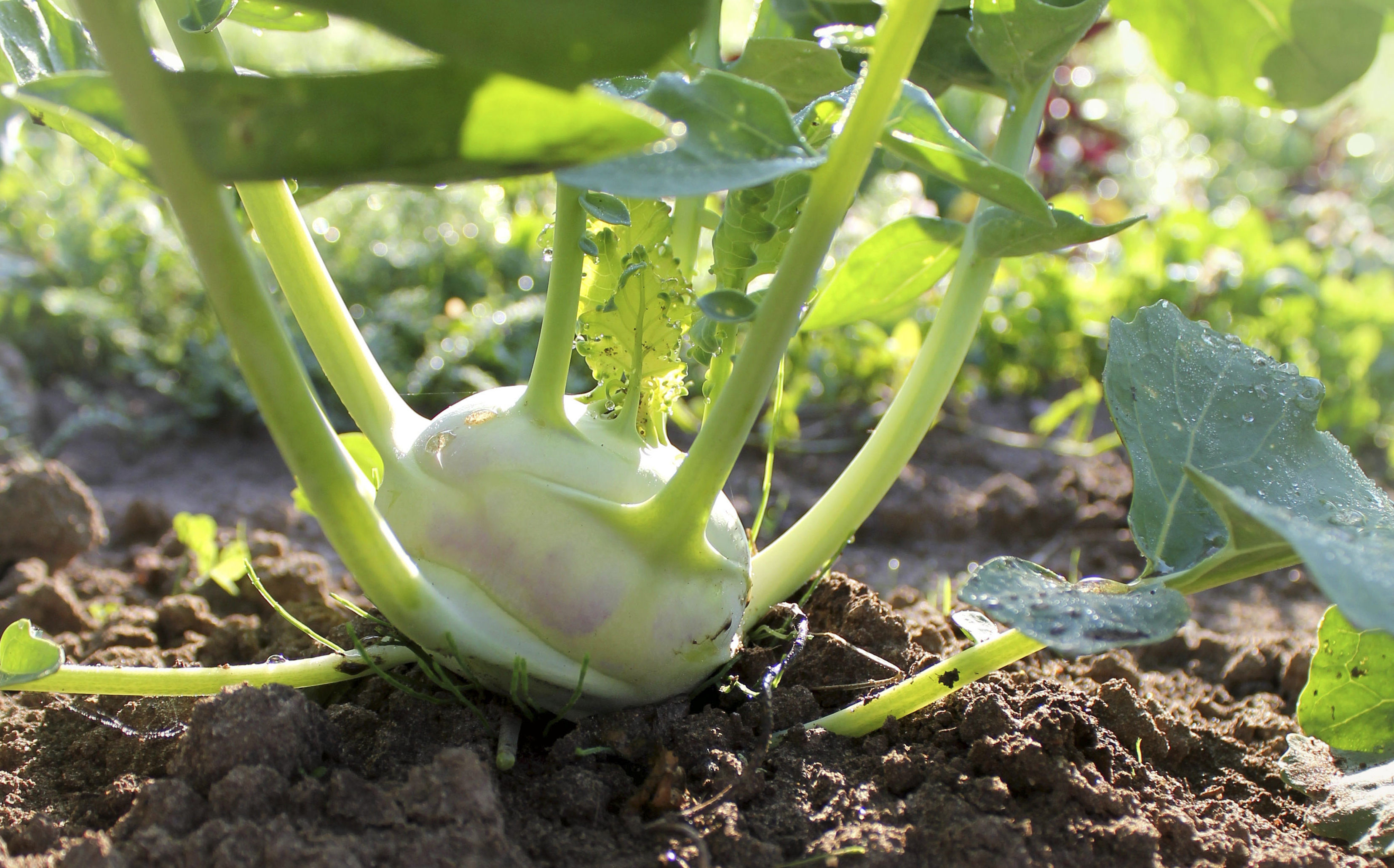 Kohlrabi