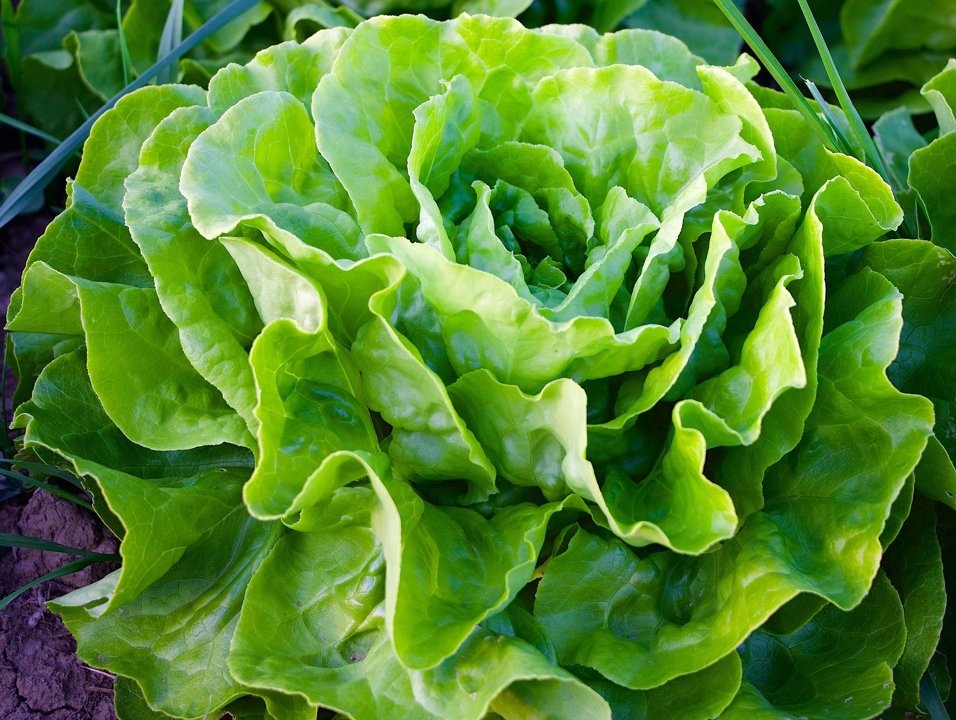 Frischer Kopfsalat von Lenz Gemüsebau
