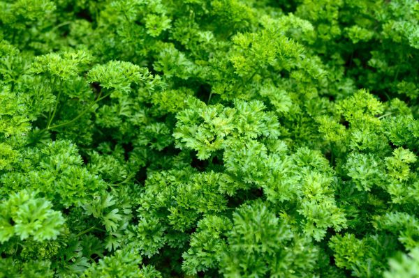 Frische Petersilie vom Feld – Lenz Gemüsebau Hochdorf-Assenheim